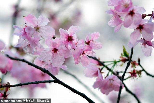 春日花卉：樱花 