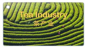 学习词典丨Tea Industry——茶产业 