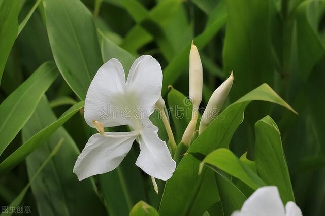 诗歌鉴赏：《谷中百合花歌》 